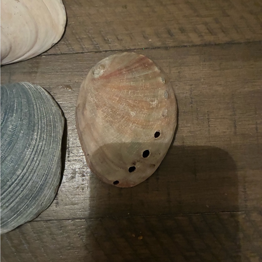 Assorted Seashell Collection - Picture 6 of 16